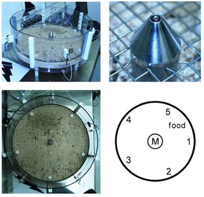 Taste Quality and Intensity of 100 Stimuli as Reported by Rats: The Taste–Location Association Task